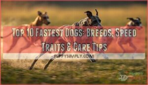 fastest dogs fastest dogs