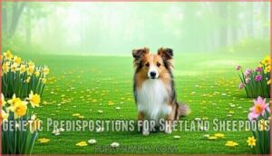 genetic predispositions for shetland sheepdogs