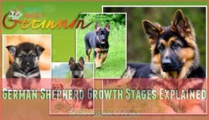 german shepherd growth stages explained