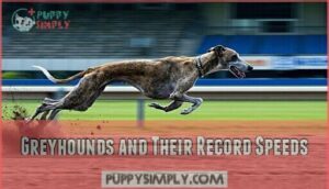 greyhounds and their record speeds