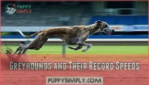 greyhounds and their record speeds