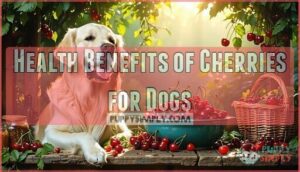 health benefits of cherries for dogs