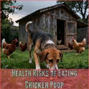 health risks of eating chicken poop