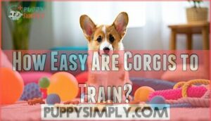 how easy are corgis to train