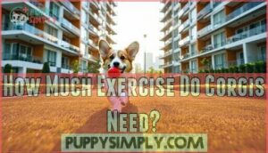 how much exercise do corgis need