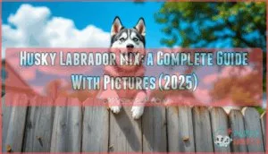 husky labrador mixes a complete guide with pictures