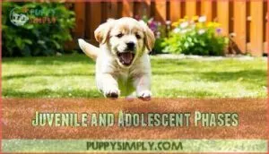 juvenile and adolescent phases