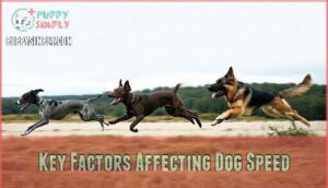 key factors affecting dog speed
