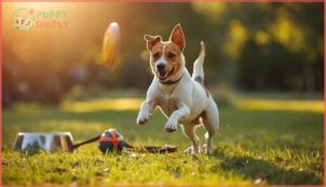 manage your jack russell's daily routine manage your jack russell's daily routine