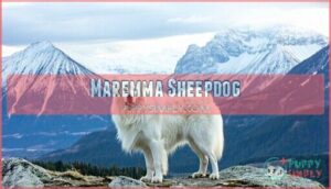 maremma sheepdog