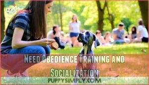 need obedience training and socialization