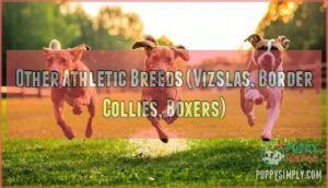 other athletic breeds (vizslas, border collies, boxers)