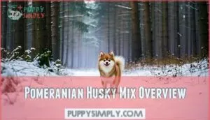 pomeranian husky mix overview