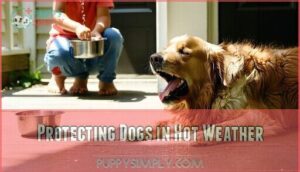 protecting dogs in hot weather