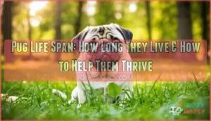 pug life span pug life span