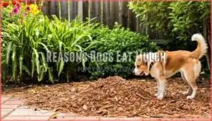 reasons dogs eat mulch