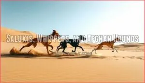 salukis, whippets, and afghan hounds