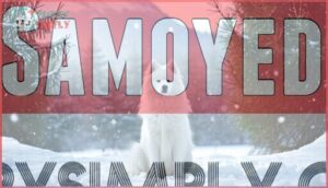 samoyed