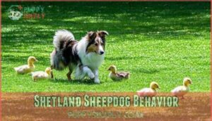 shetland sheepdog behavior