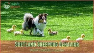 shetland sheepdog behavior