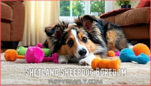 shetland sheepdog boredom