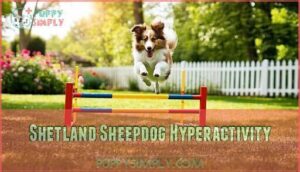 shetland sheepdog hyperactivity