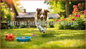 shetland sheepdogs are energetic