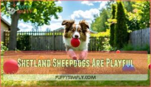 shetland sheepdogs are playful