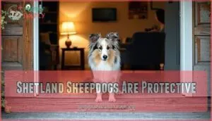 shetland sheepdogs are protective