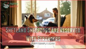 shetland sheepdogs are reserved with strangers