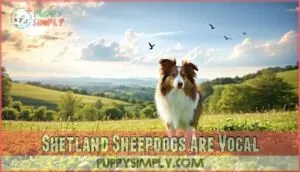 shetland sheepdogs are vocal