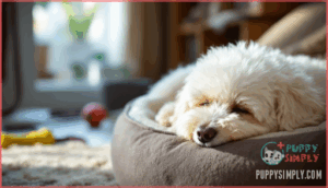 signs of excessive sleep in bichons signs of excessive sleep in bichons