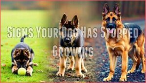signs your dog has stopped growing
