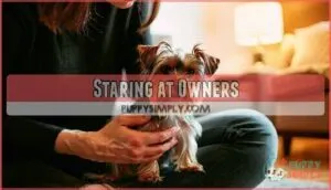 staring at owners
