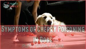symptoms of cherry poisoning in dogs