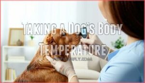 taking a dog’s body temperature