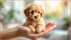 teacup cockapoo size