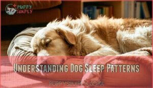 understanding dog sleep patterns