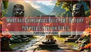 what are chihuahuas bred for