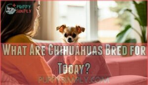 what are chihuahuas bred for today