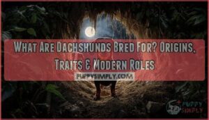 what are dachshunds bred for