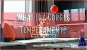 what is a corgi’s temperament