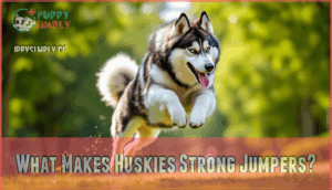 what makes huskies strong jumpers