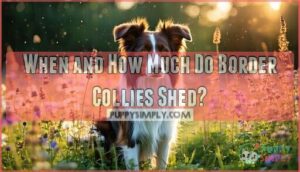when and how much do border collies shed
