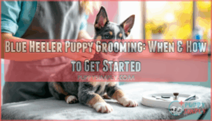 when do blue heeler puppies need their first haircut when do blue heeler puppies need their first haircut