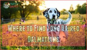 where to find long haired dalmatians