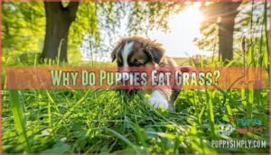 why do puppies eat grass