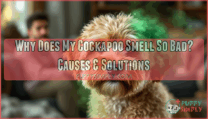 why does my cockapoo smell so bad why does my cockapoo smell so bad
