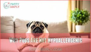 why pugs are not hypoallergenic