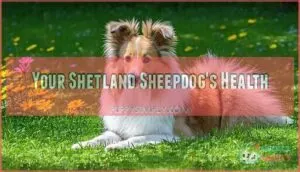 your shetland sheepdog's health your shetland sheepdog's health